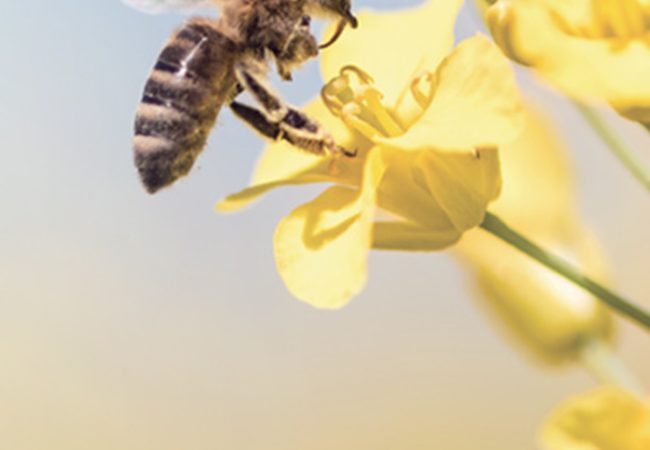 Landing evento zerospreco